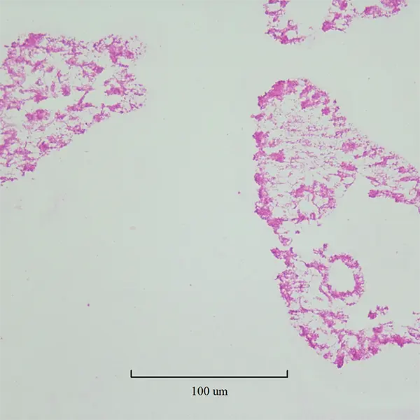 Bovine Mammary organoids expressing mammalian like influenza receptors SNA